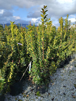 ARBUTUS unedo En pot de 35-50 litres buisson hauteur 125-150 cm