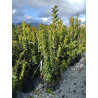 ARBUTUS unedo En pot de 35-50 litres buisson hauteur 125-150 cm