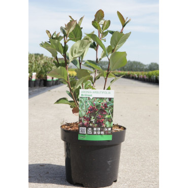 ARONIA arbutifolia BRILLIANT En pot de 3-4 litres buisson hauteur 030-040 cm