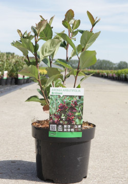 ARONIA arbutifolia BRILLIANT En pot de 3-4 litres buisson hauteur 030-040 cm