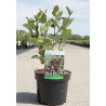 ARONIA arbutifolia BRILLIANT En pot de 3-4 litres buisson hauteur 030-040 cm