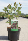 aronie-a-feuilles-darbousier-brilliant-aronia-arbutifolia-brilliant-6.jpg