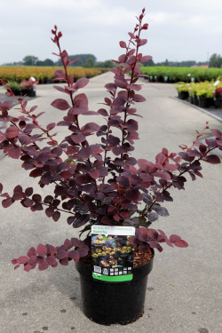 BERBERIS ottawensis AURICOMA En pot de 4-5 litres buisson hauteur 060-080 cm
