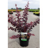 BERBERIS ottawensis AURICOMA En pot de 4-5 litres buisson hauteur 060-080 cm
