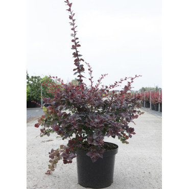 BERBERIS ottawensis AURICOMA En pot de 10-12 litres buisson hauteur 080-100 cm