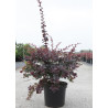 BERBERIS ottawensis AURICOMA En pot de 10-12 litres buisson hauteur 080-100 cm