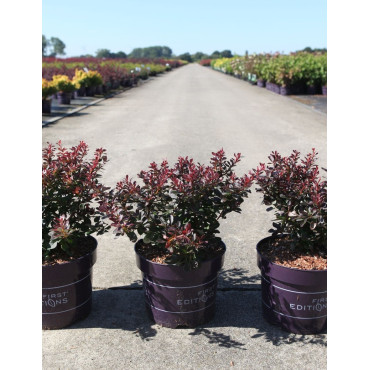 BERBERIS thunbergii CABERNET En pot de 3-4 litres buisson hauteur 025-030 cm