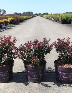 BERBERIS thunbergii CABERNET En pot de 3-4 litres buisson hauteur 025-030 cm