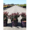 BERBERIS thunbergii CABERNET En pot de 3-4 litres buisson hauteur 025-030 cm