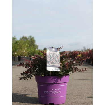 BERBERIS thunbergii CABERNET En pot de 10-12 litres buisson hauteur 040-050 cm