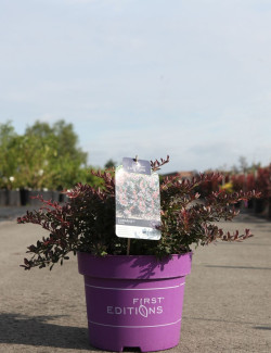 BERBERIS thunbergii CABERNET En pot de 10-12 litres buisson hauteur 040-050 cm