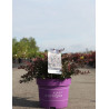 BERBERIS thunbergii CABERNET En pot de 10-12 litres buisson hauteur 040-050 cm