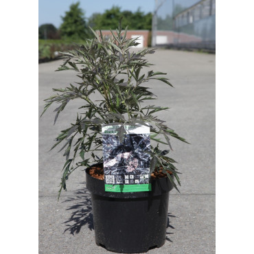 SAMBUCUS nigra BLACK LACE En pot de 4-5 litres buisson diamètre 030-040 cm