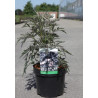SAMBUCUS nigra BLACK LACE En pot de 4-5 litres buisson diamètre 030-040 cm