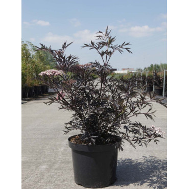 SAMBUCUS nigra BLACK LACE En pot de 10-12 litres buisson hauteur 060-080 cm