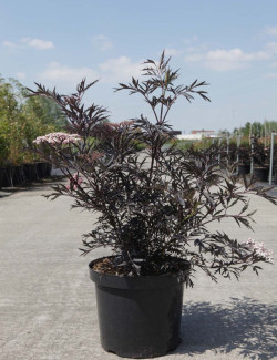 SAMBUCUS nigra BLACK LACE En pot de 10-12 litres buisson hauteur 060-080 cm