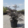 SAMBUCUS nigra BLACK LACE En pot de 10-12 litres buisson hauteur 060-080 cm