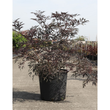 SAMBUCUS nigra BLACK LACE En pot de 25-30 litres buisson hauteur 080-100 cm