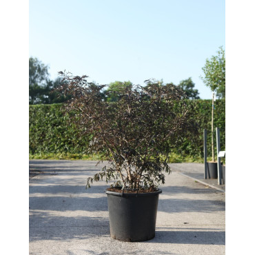SAMBUCUS nigra BLACK LACE En pot de 30-35 litres buisson hauteur 125-150 cm