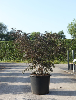 SAMBUCUS nigra BLACK LACE En pot de 30-35 litres buisson hauteur 125-150 cm