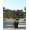 SAMBUCUS nigra BLACK LACE En pot de 30-35 litres buisson hauteur 125-150 cm