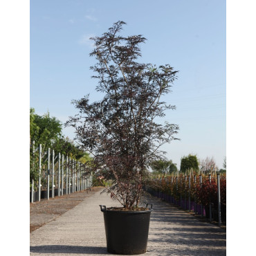 SAMBUCUS nigra BLACK LACE En pot de 70-90 litres buisson hauteur 150-175 cm