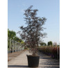 SAMBUCUS nigra BLACK LACE En pot de 70-90 litres buisson hauteur 150-175 cm