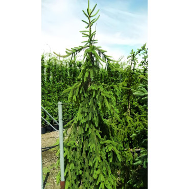 PICEA abies INVERSA PENDULA