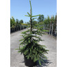 PICEA abies INVERSA PENDULA En pot de 7-10 litres hauteur 060-080 cm