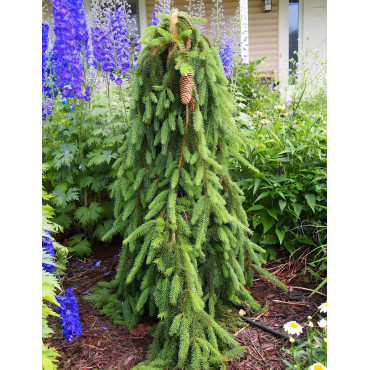 PICEA abies INVERSA PENDULA