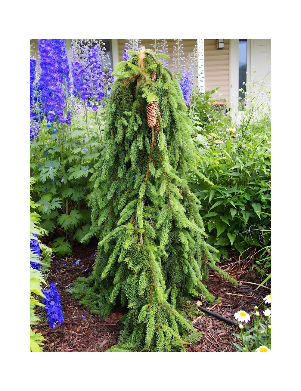 PICEA abies INVERSA PENDULA
