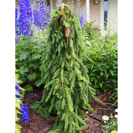 PICEA abies INVERSA PENDULA