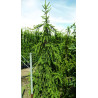 PICEA abies INVERSA PENDULA