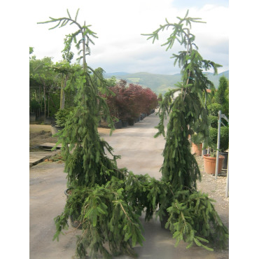 PICEA abies INVERSA PENDULA