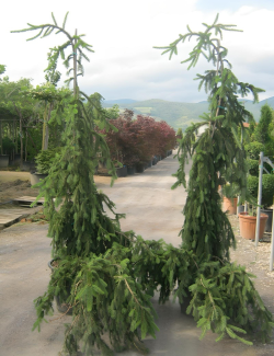 PICEA abies INVERSA PENDULA