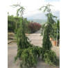 PICEA abies INVERSA PENDULA