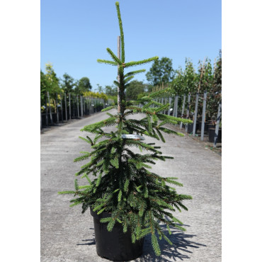 PICEA abies INVERSA PENDULA En pot de 7-10 litres hauteur 060-080 cm
