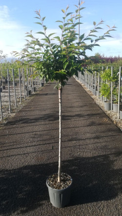 PRUNUS subhirtella AUTUMNALIS En pot de 15-20 litres tige hauteur du tronc 090-110 cm circonférence du tronc 08-10 cm