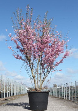 PRUNUS subhirtella FUKUBANA En pot de 90-110 litres cépée hauteur 175-200 cm