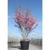 PRUNUS subhirtella FUKUBANA En pot de 90-110 litres cépée hauteur 175-200 cm