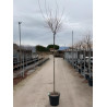 PRUNUS subhirtella FUKUBANA En pot de 25-30 litres tige hauteur du tronc 190-210 cm circonférence du tronc 10-12 cm