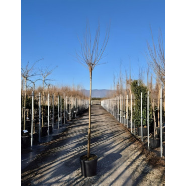 ROBINIA pseudoacacia UMBRACULIFERA En pot de 30-35 litres tige hauteur du tronc 190-210 cm circonférence du tronc 12-14 cm