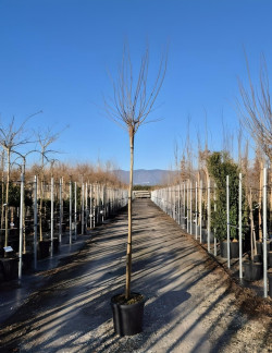 ROBINIA pseudoacacia UMBRACULIFERA En pot de 30-35 litres tige hauteur du tronc 190-210 cm circonférence du tronc 12-14 cm