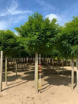 ROBINIA pseudoacacia UMBRACULIFERA Motte biodégradable tige hauteur du tronc 190-210 cm circonférence du tronc 16-18 cm