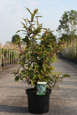 CALLICARPA kwangtungensis En pot de 10-12 litres buisson hauteur 060-080 cm