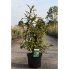 CALLICARPA kwangtungensis En pot de 10-12 litres buisson hauteur 060-080 cm