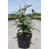 CALLICARPA kwangtungensis En pot de 3-4 litres buisson hauteur 030-040 cm