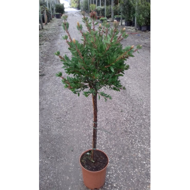 CALLISTEMON laevis En pot de 15-20 litres tige hauteur du tronc 090-110 cm
