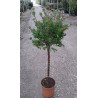 CALLISTEMON laevis En pot de 15-20 litres tige hauteur du tronc 090-110 cm