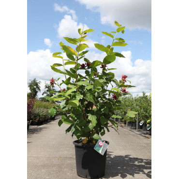 CALYCANTHUS APHRODITE® En pot de 25-30 litres buisson hauteur 100-125 cm